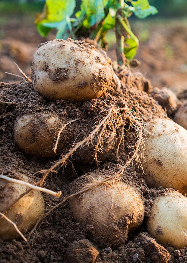 Potatoes sitting on the soil, portrait crop