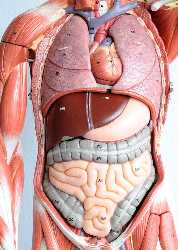 Portrait crop of a model of the digestive system
